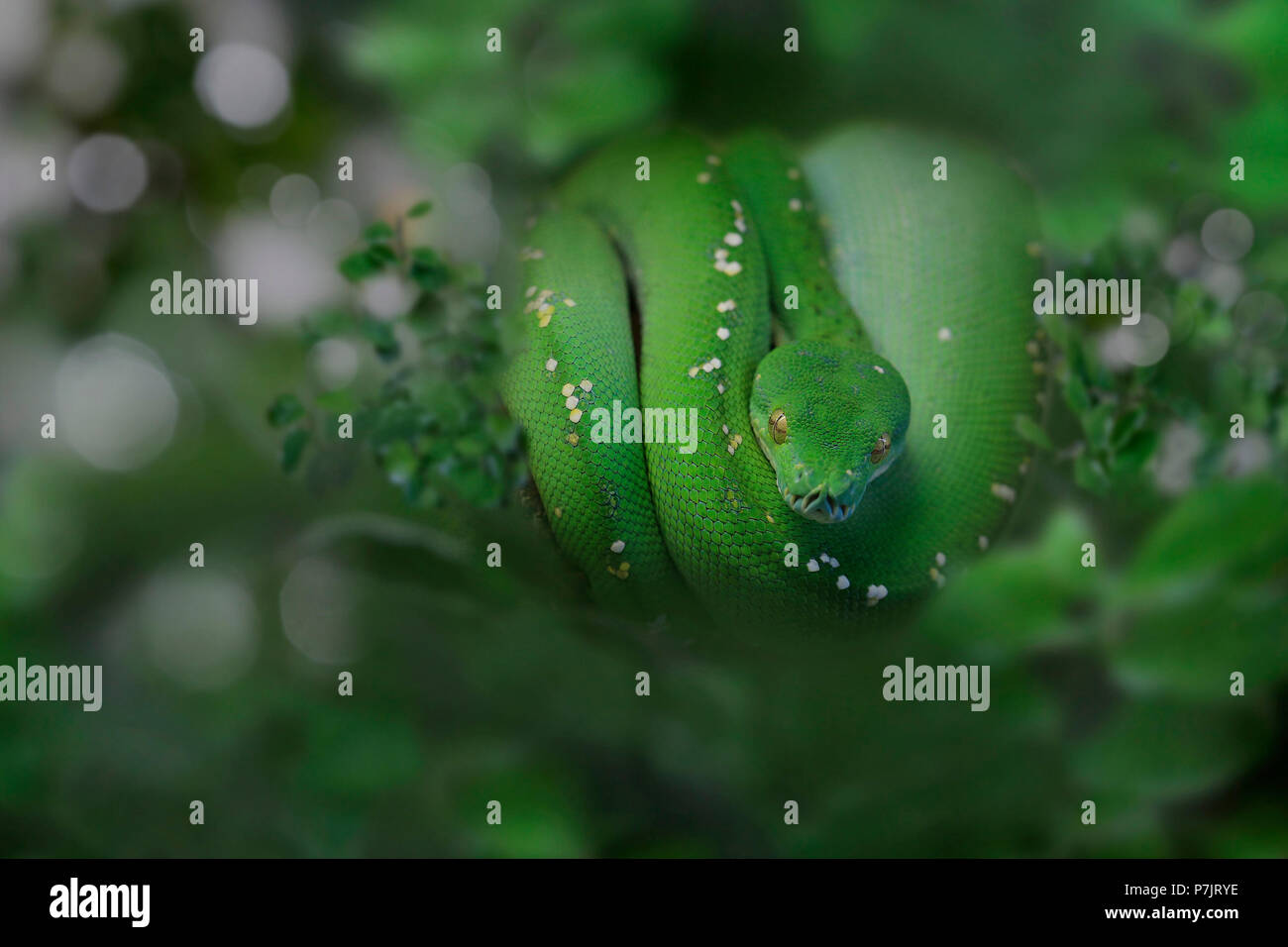 Green Tree boa, Corallus hortulanus, enroulé sur une branche, le nord de l'Amérique du Sud, l'Amazonie Banque D'Images