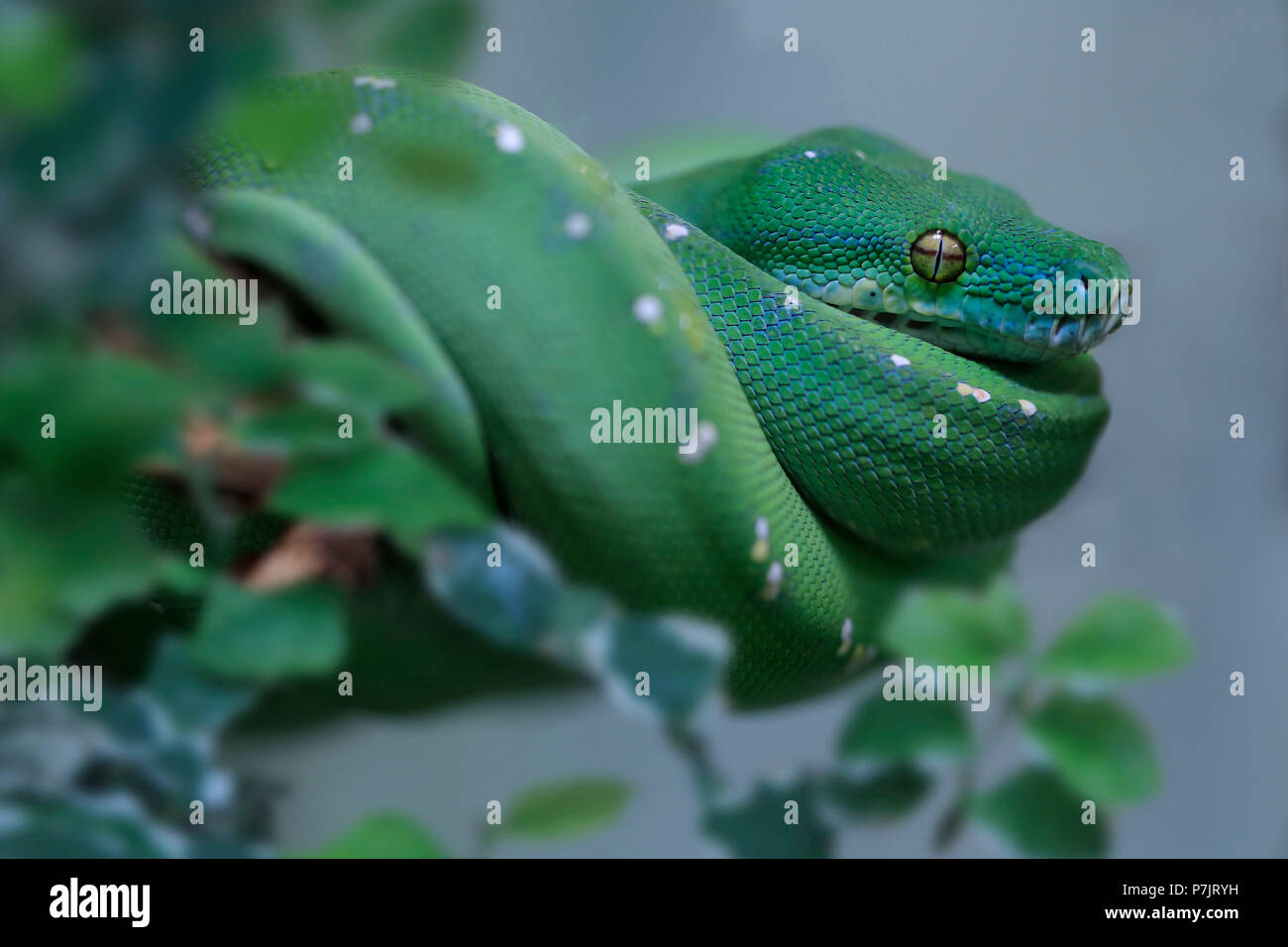 Green Tree python, Morelia viridis, enroulé sur une branche, Banque D'Images