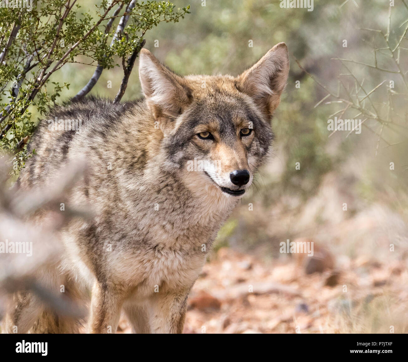 Coyote dans le désert de Sonora en Arizona Banque D'Images