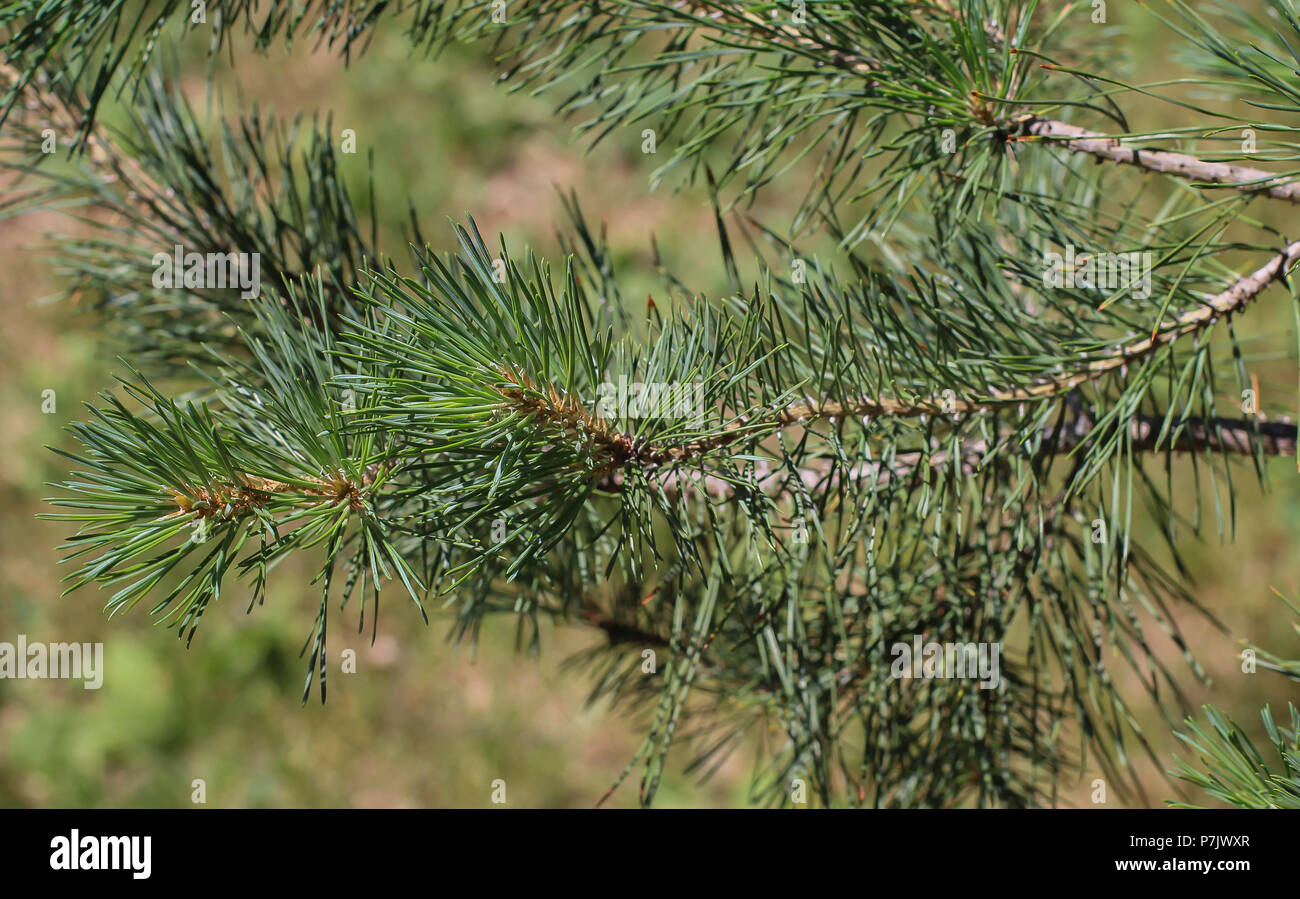 Succursale de Pinus heldreichii avec fascicules (bundles) de deux feuilles d'aiguille Banque D'Images