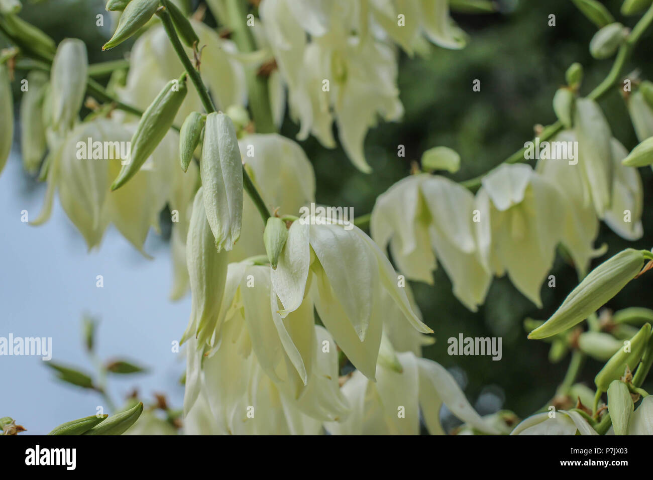 Fleurs blanches de Yucca Gloriosa Banque D'Images