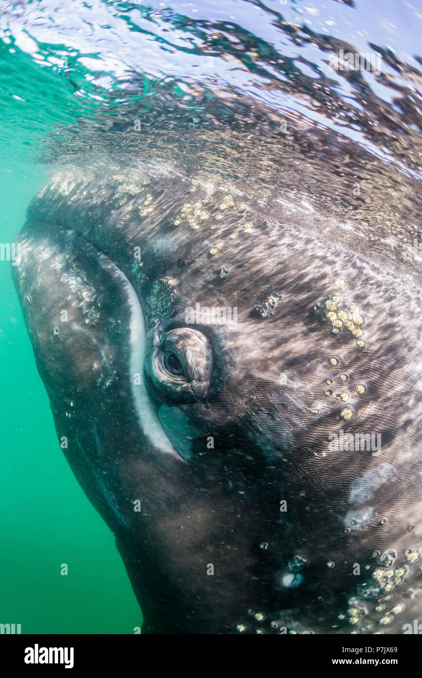 Baleine grise de Californie, veau Eschrichtius robustus, sous l'eau dans la lagune de San Ignacio, Baja California Sur, Mexique Banque D'Images