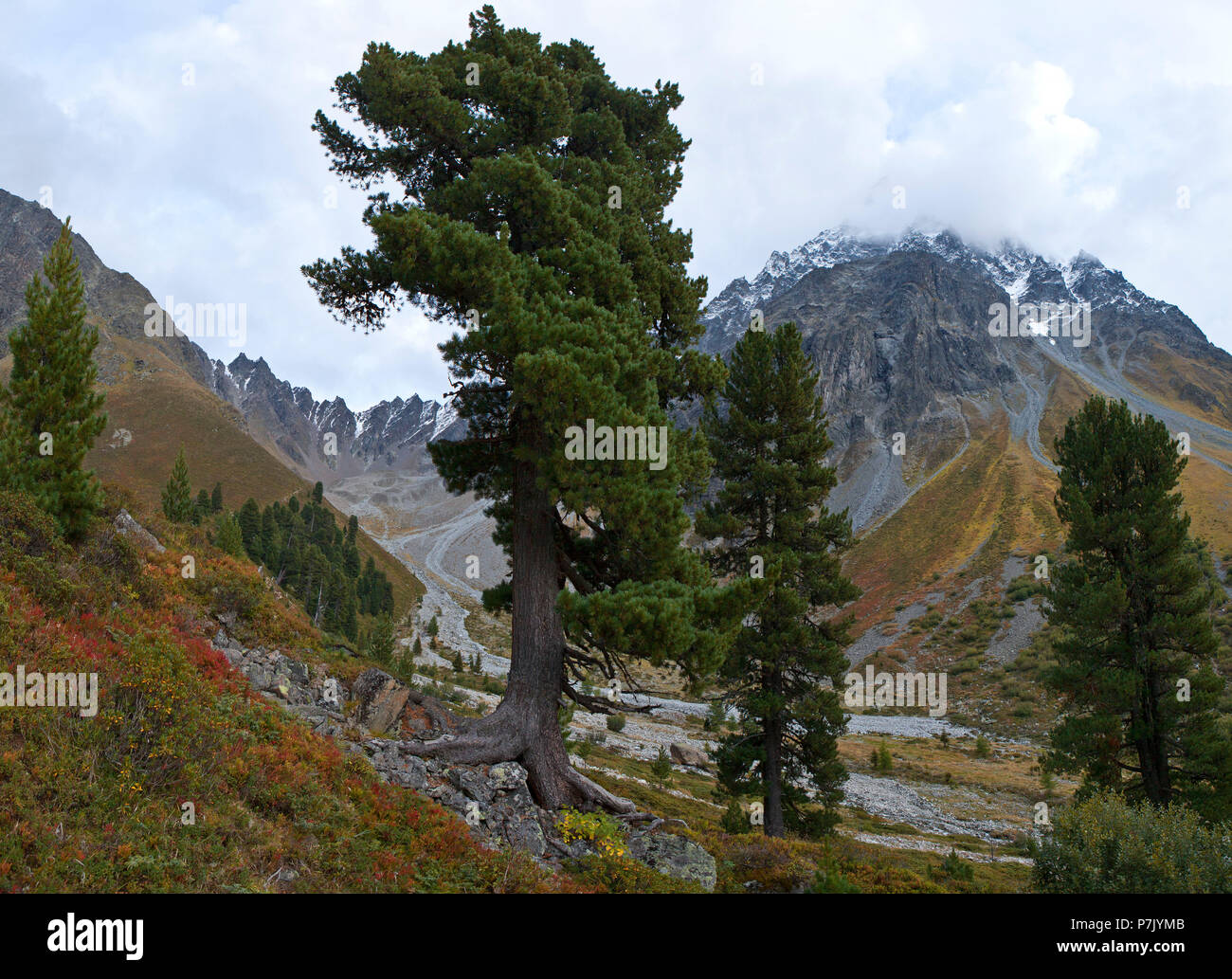 Autriche, Tyrol, Gerlos, pierre Verpeil pins en Suisse Banque D'Images
