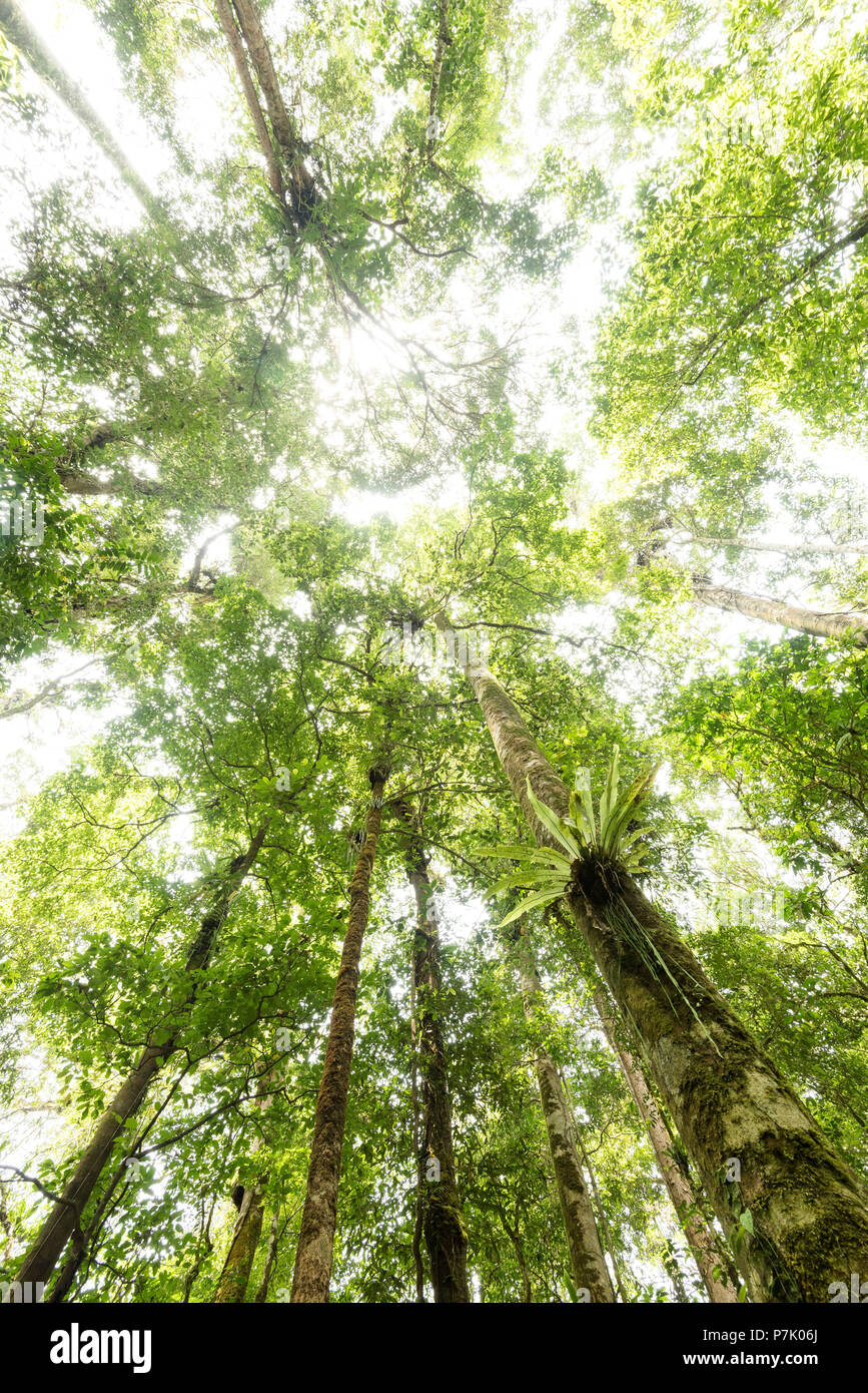 Vue de le soleil à travers les feuilles denses dans la Jungle indonésienne, Banque D'Images