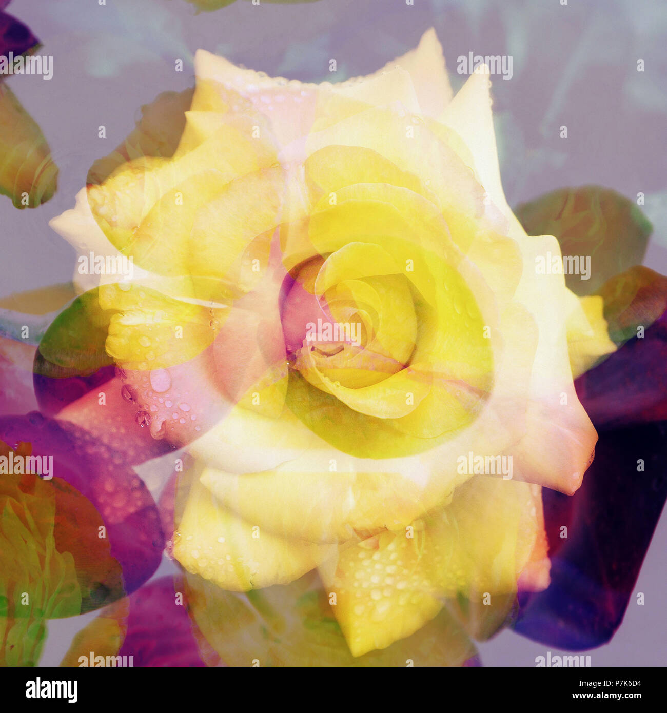 La composition avec fleurs, jaune rose blossom Banque D'Images