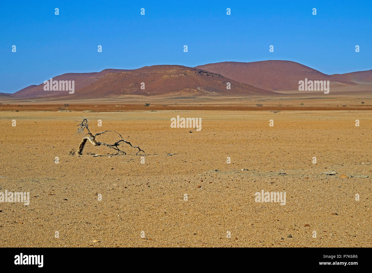 Widly et désertique, baragouinent plaines avec arbres partiellement séché en face de montagnes en Namibie dans la zone Brandberg-West Banque D'Images