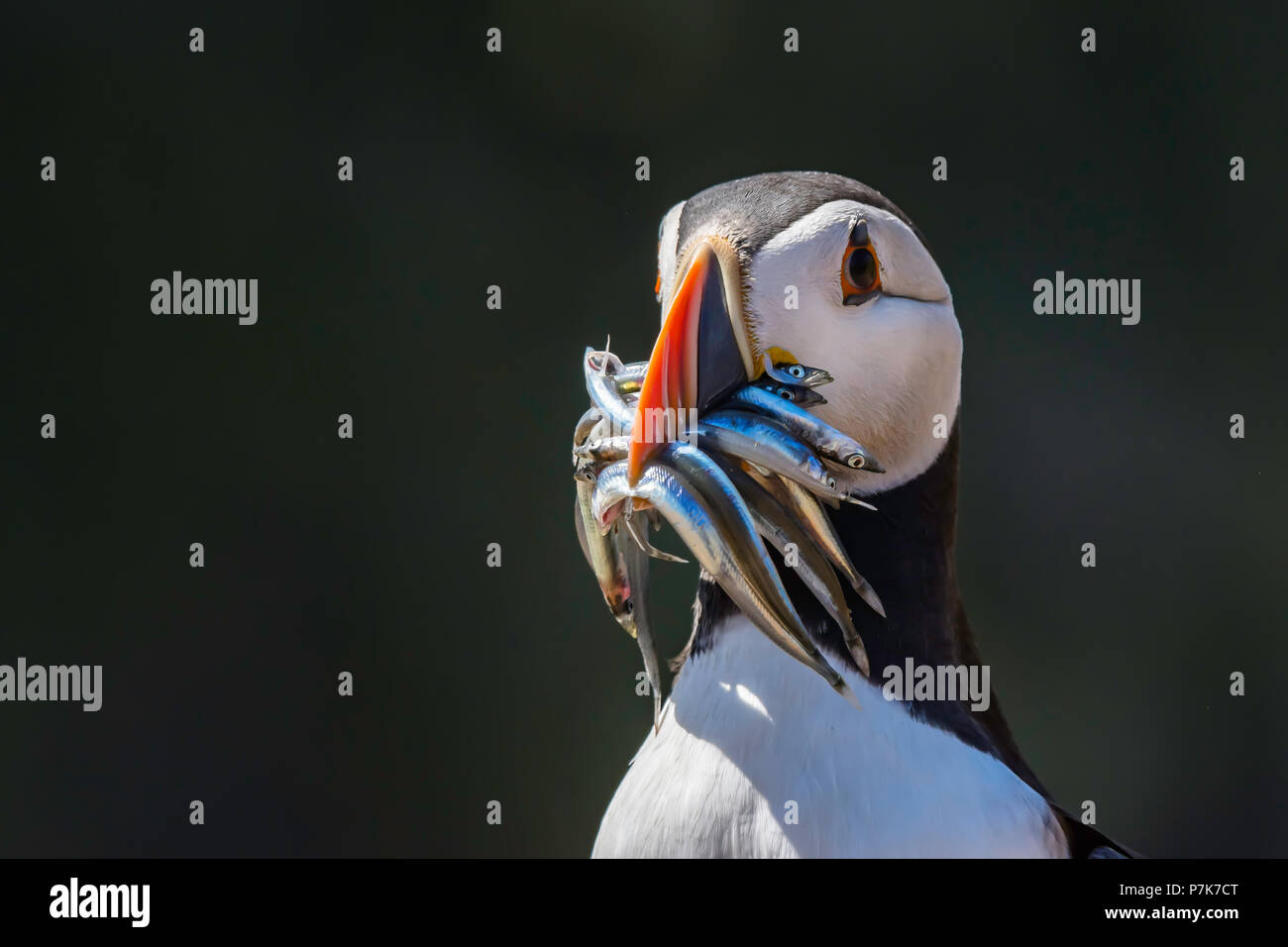 Macareux moine, Fratercula arctica, bec avec plein de poissons dans son habitat naturel sur l'île de Skomer, Uk.Cute et oiseaux colorés.la faune. Banque D'Images