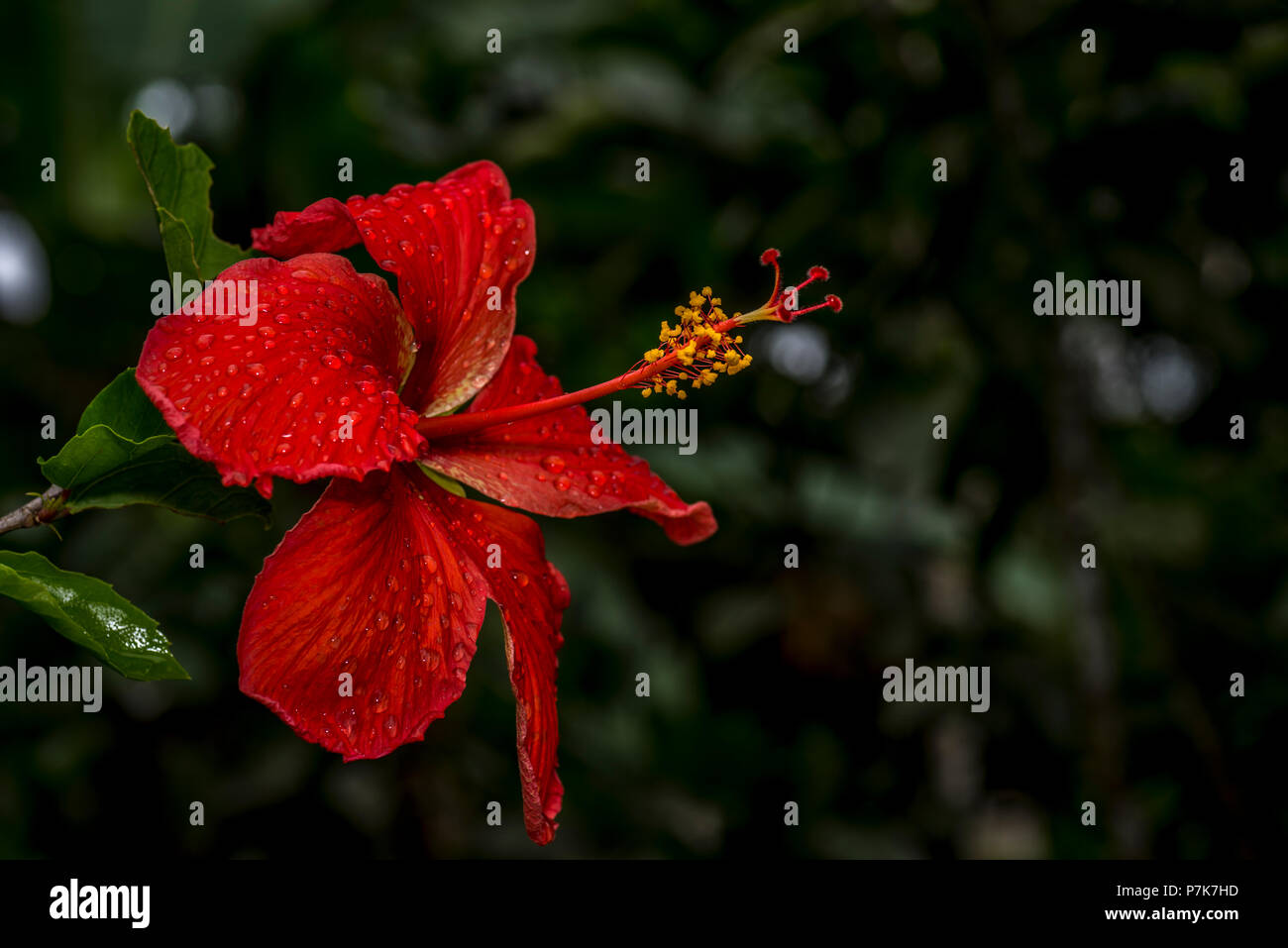 Fleur d'Hibiscus rouge avec des gouttes de pluie dans le jardin Banque D'Images