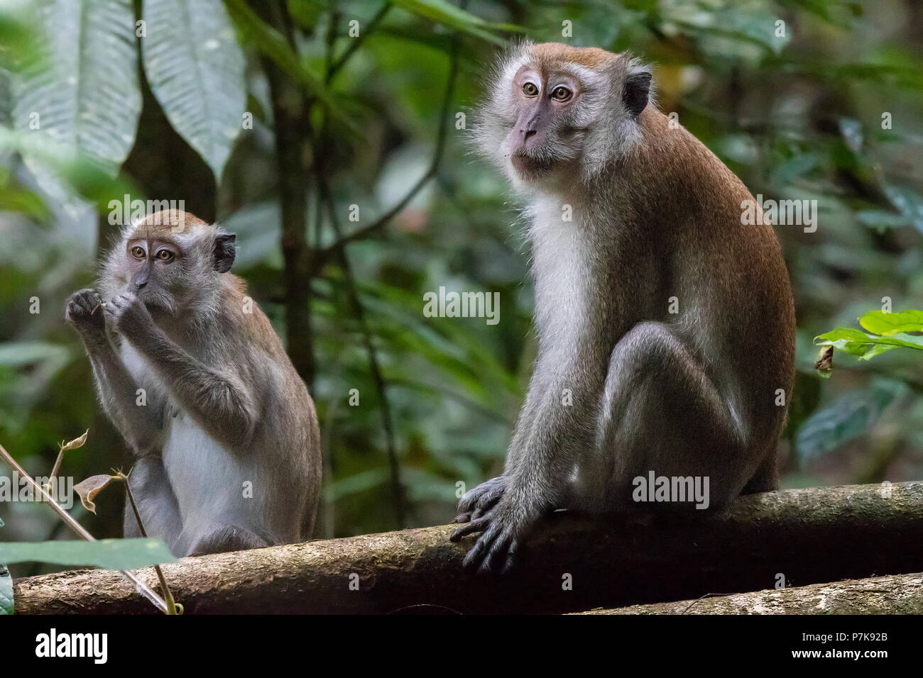 Macaque à longue queue (Macaca fascicularis) Banque D'Images