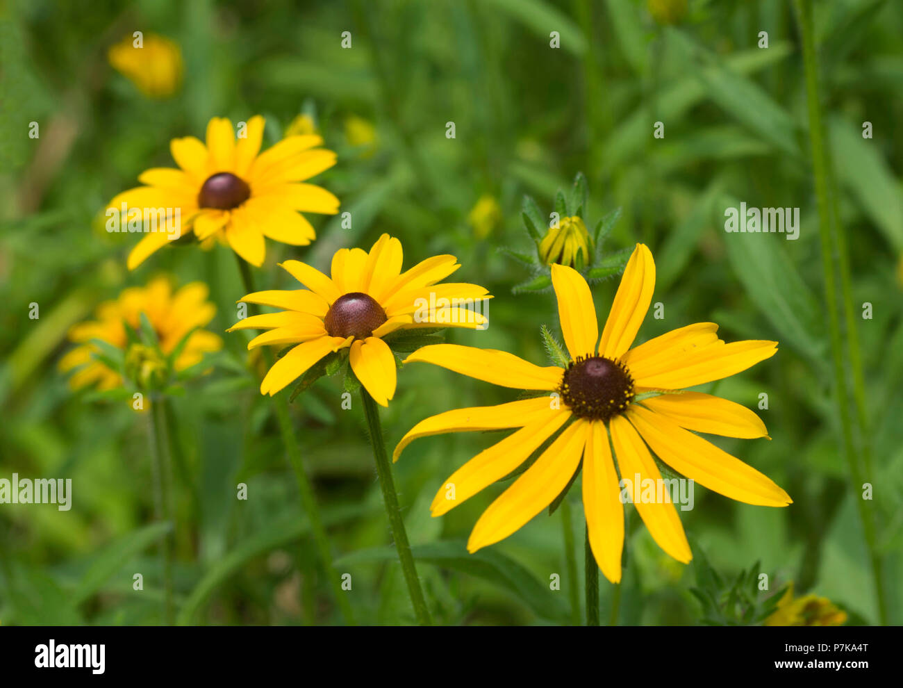 Susans yeux noir (Rudbeckia hirta) dans un jardin en bordure de route sur Cape Cod, Massachusetts. Banque D'Images
