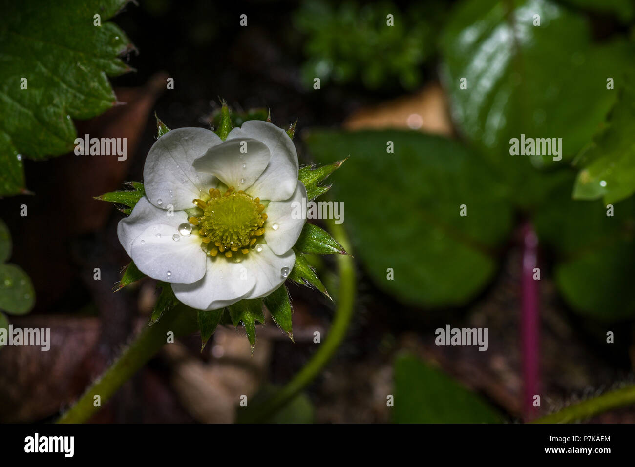 Fraise blanche dans le jardin de fleurs Banque D'Images