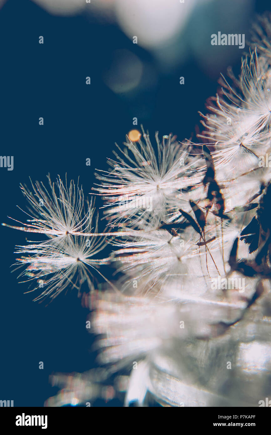 Blowball, seeds, close-up Banque D'Images