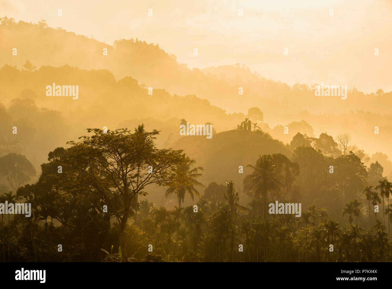 L'humeur du matin sur le bord de parc national de Gunung Leuser Banque D'Images