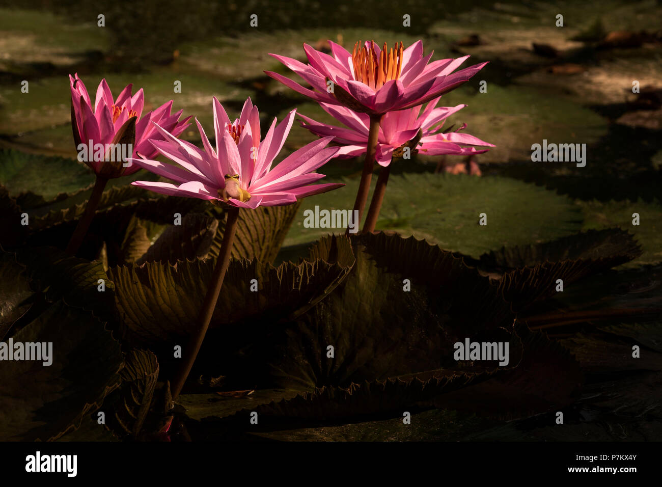 Fleur de Lotus avec grenouille dans la Jungle indonésienne Banque D'Images