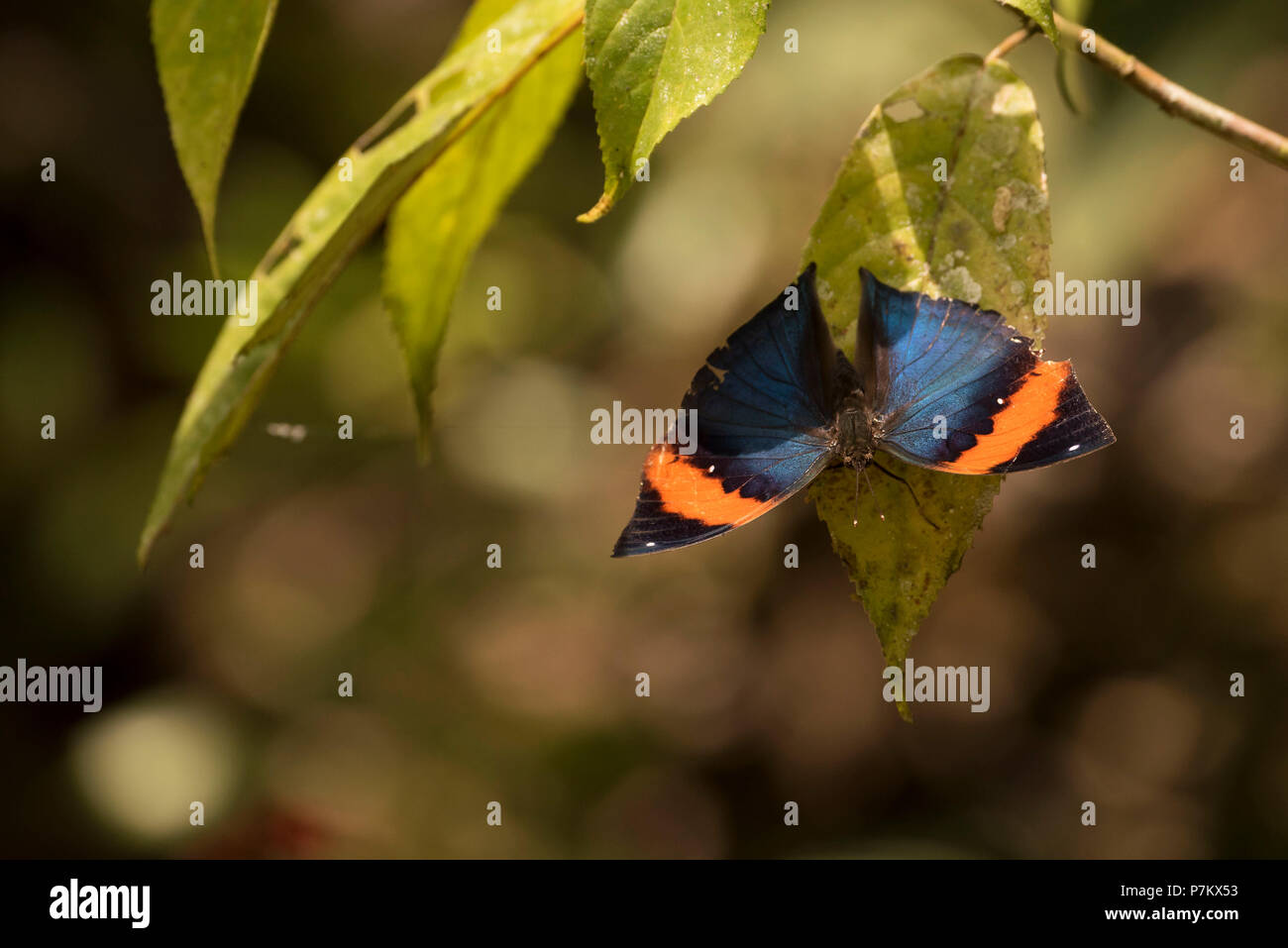 Papillon Kallima inachus oakleaf indien Banque D'Images