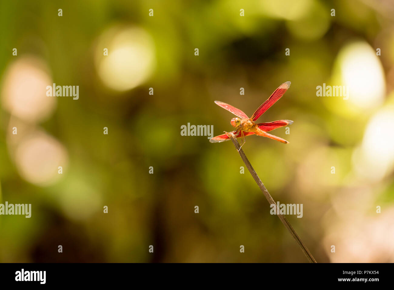 Libellule rouge dans le parc national de Gunung Leuser Banque D'Images