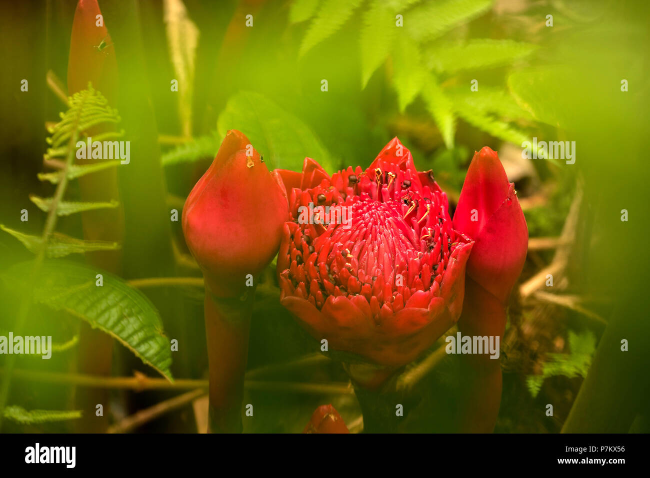 Torch-gingembre fleur dans la Jungle indonésienne Banque D'Images