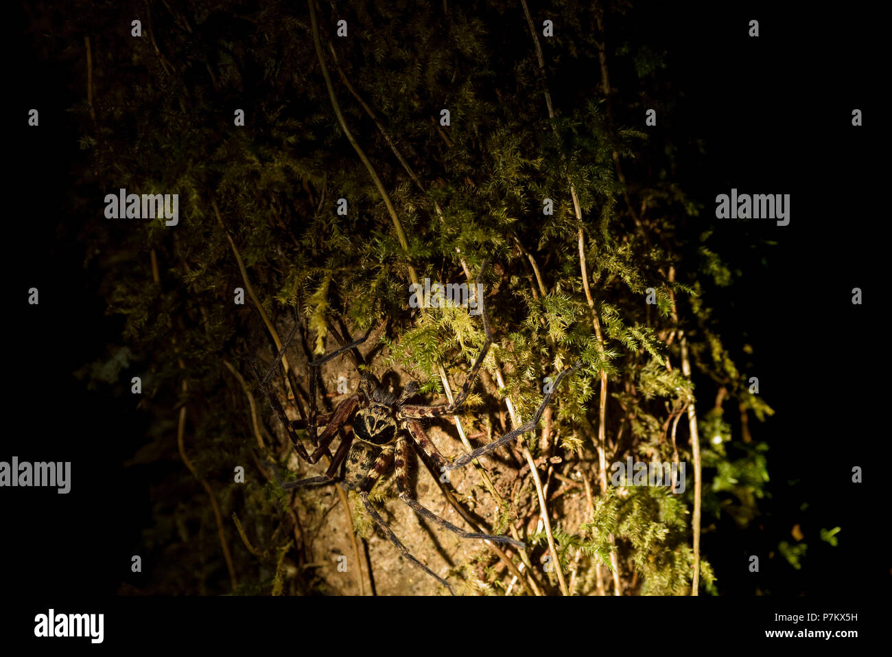 Tarantula indonésiennes, photo de nuit Banque D'Images