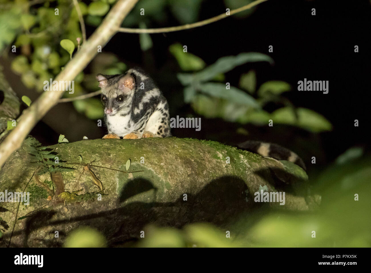 Linsang bagués nocturne dans le parc national de Gunung Leuser Banque D'Images