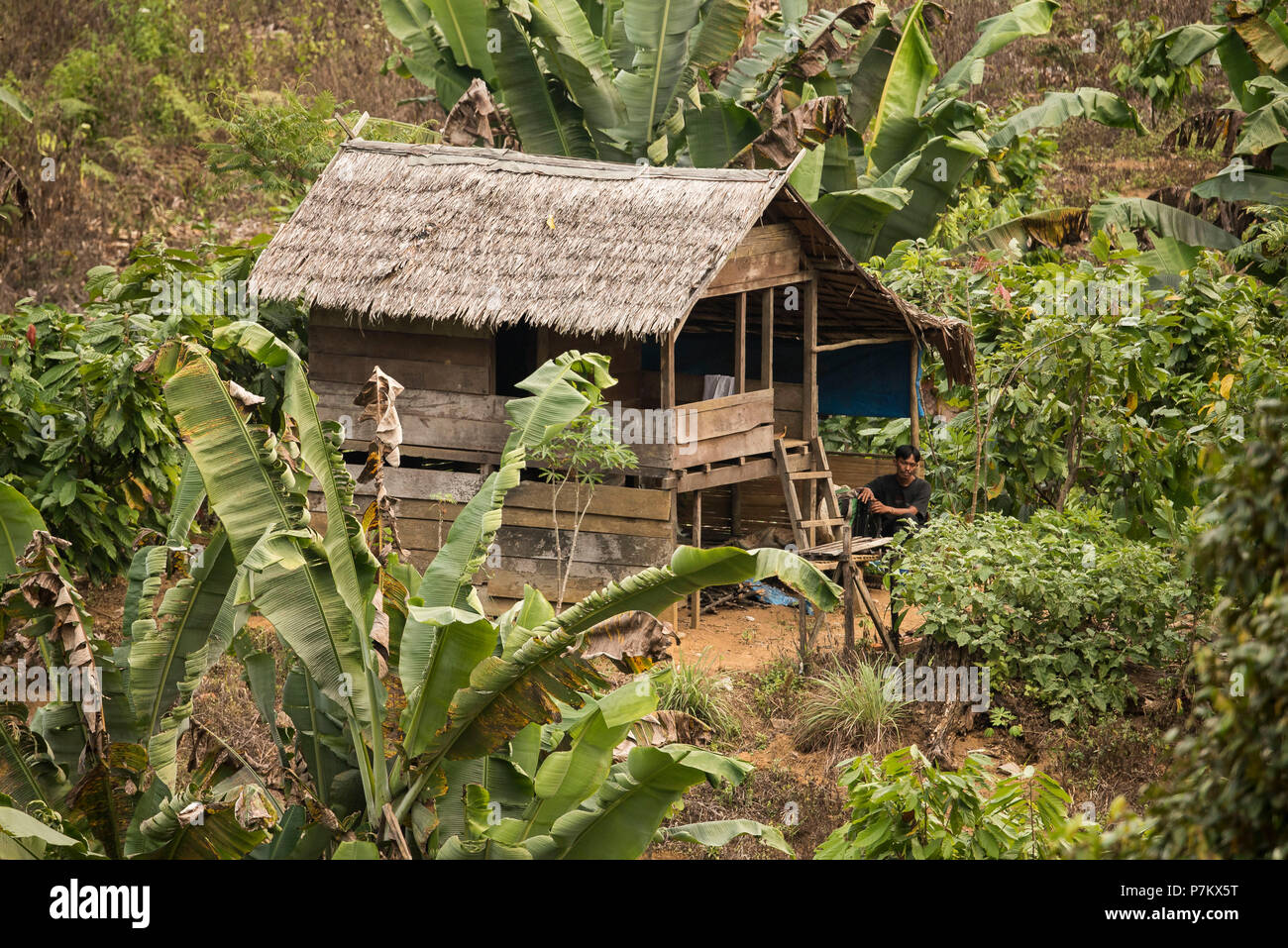 Ferme située sur le bord de la jungle dans le parc national de Gunung Leuser Banque D'Images