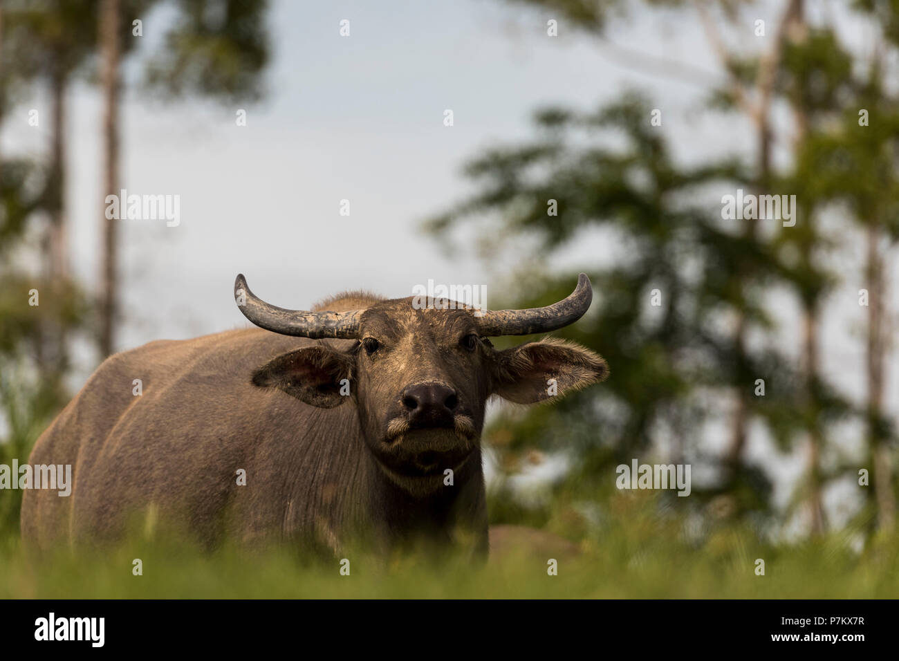 Les buffles d'eau semi-sauvage en Indonésie Banque D'Images