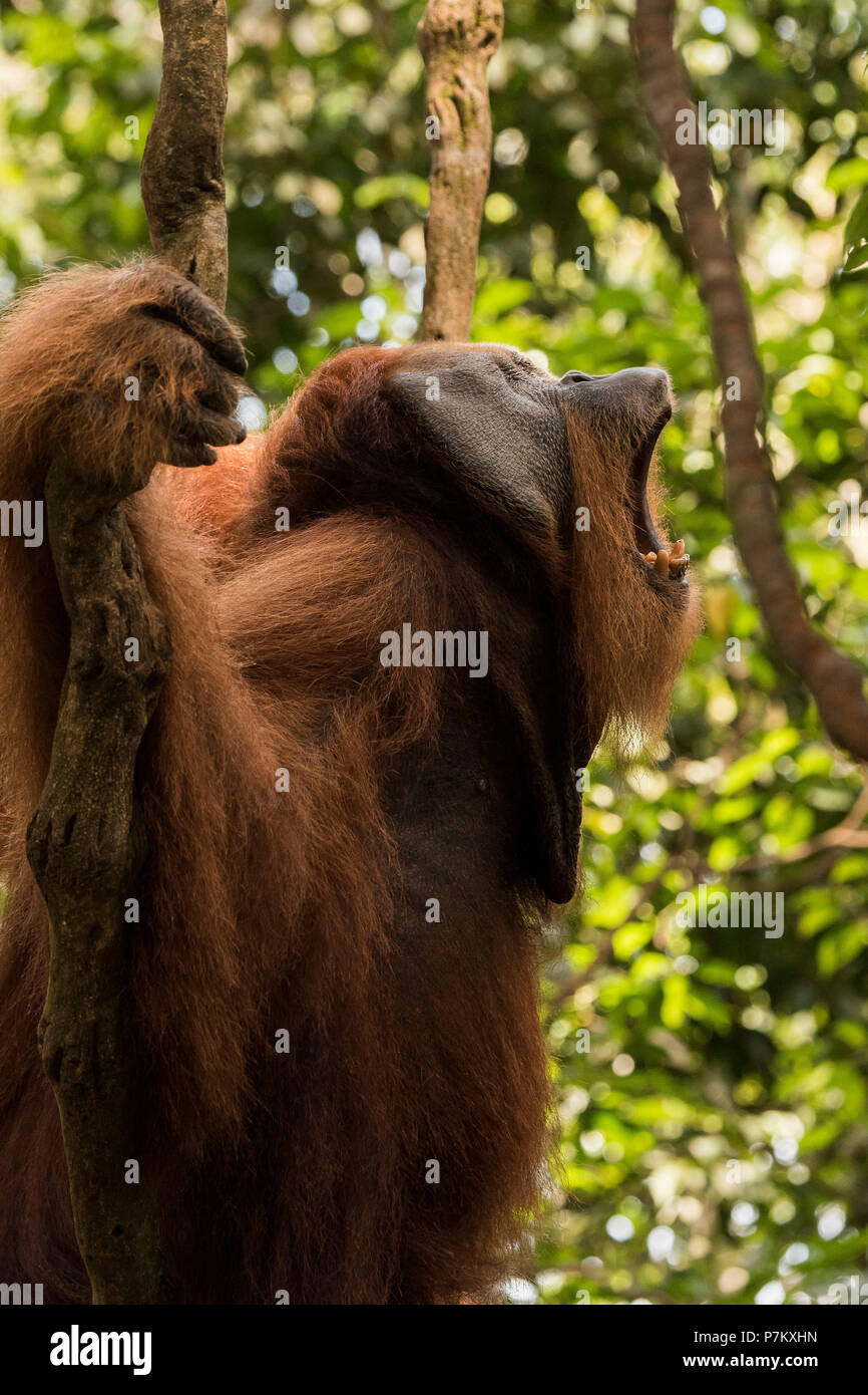 L'orang-outan mâle crier dans la jungle Banque D'Images