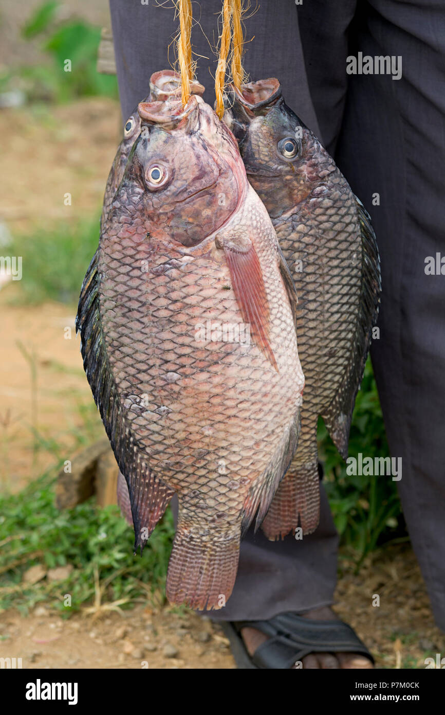 Du tilapia frais, l'homme à la vente du poisson (Ngege),vendeur de poisson, vendeur de rue, l'Ouganda, l'Afrique de l'Est Banque D'Images