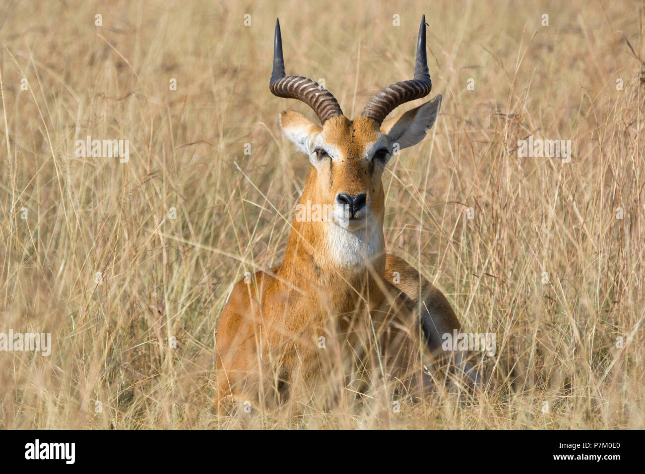 Impala, Kob, Aepyceros melampus Ram, l'Antilope mâle,Parc national Queen Elizabeth, Afrique de l'Est de l'Ouganda Banque D'Images