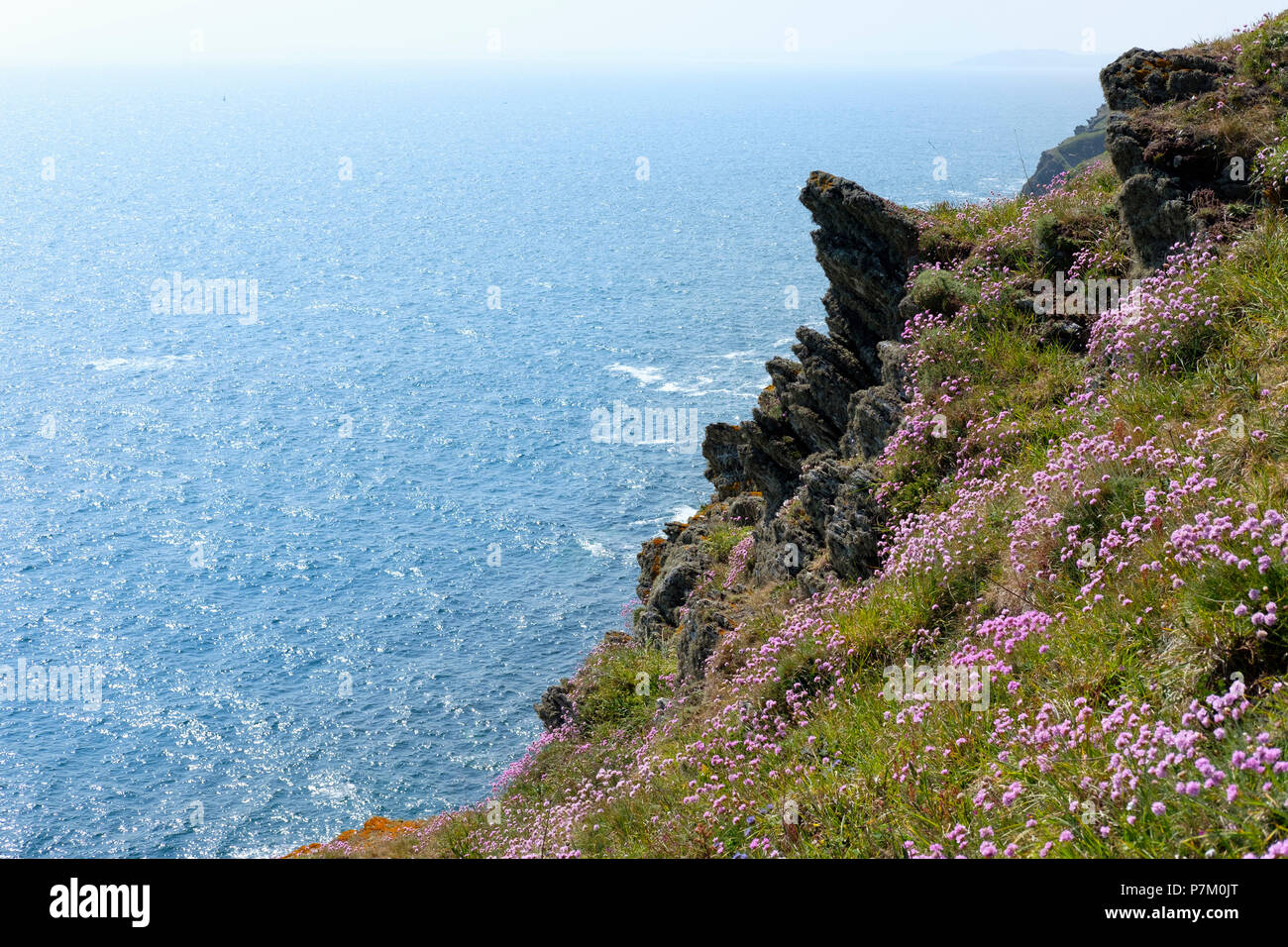 Sea thrift (Armeria maritima) à rocky coast, Polperro, Cornwall, England, UK Banque D'Images