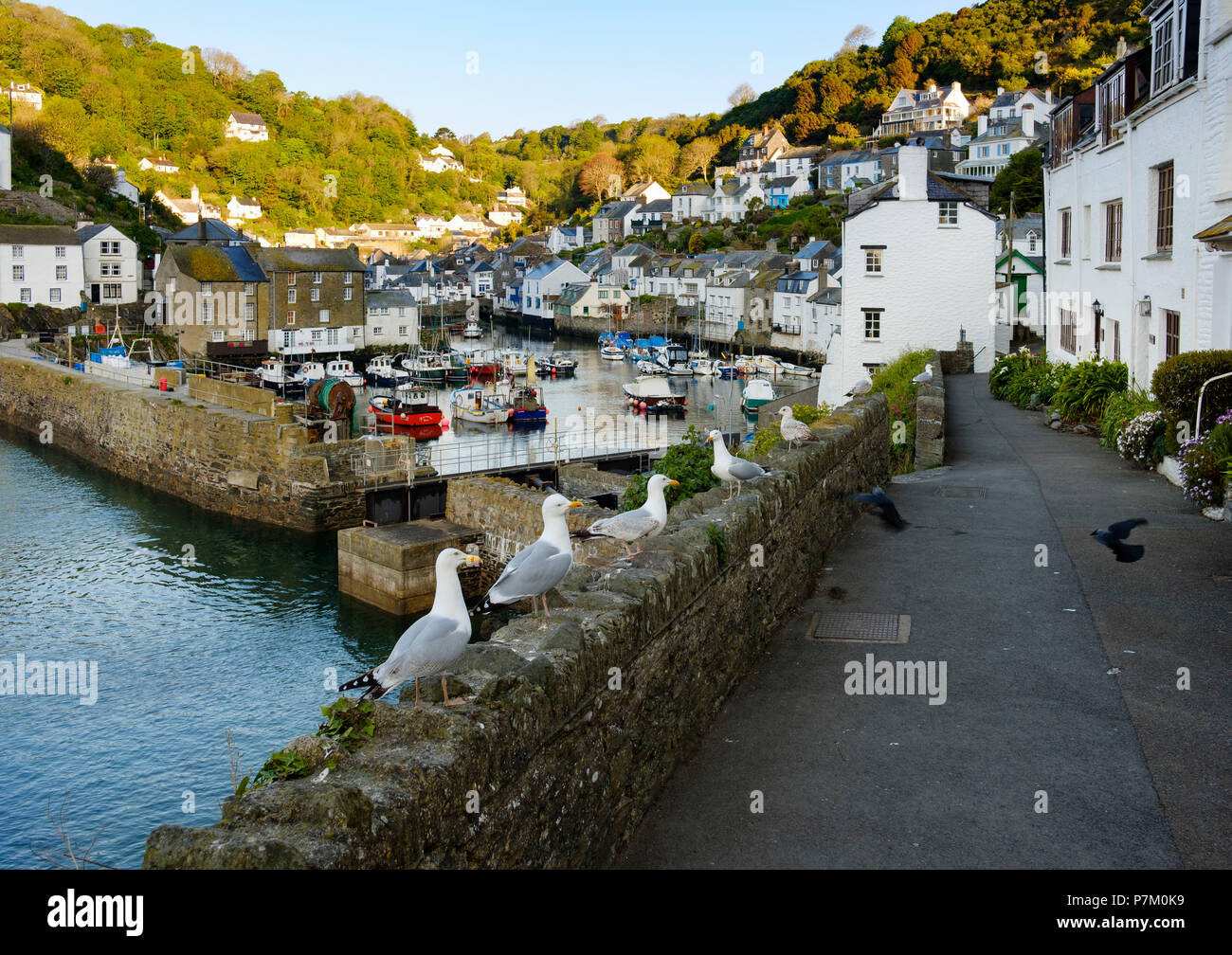 Mouettes sur le mur et le port de pêche, Polperro, Cornwall, England, UK Banque D'Images