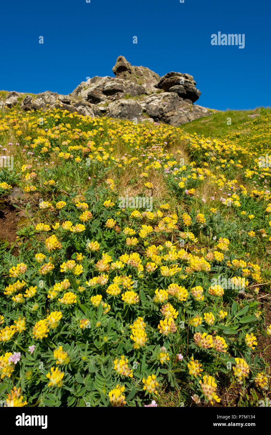 Kidneyvetch la vesce commune, rein, woundwort, Anthracis vulneraria, St Just in Penwith, Cornwall, Angleterre, Royaume-Uni Banque D'Images