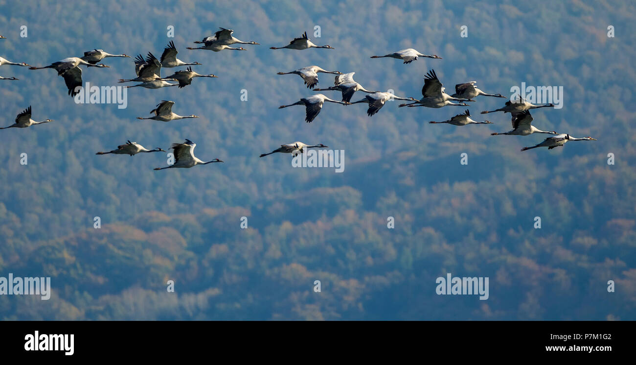 Gray Grues (Grus grus) survolant Gevelsberg, vol des oiseaux, la formation, les oiseaux migrateurs, Wuppertal, Ruhr, Rhénanie du Nord-Westphalie, Allemagne Banque D'Images