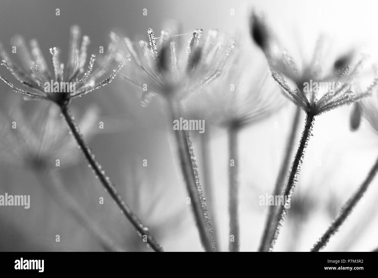 Plante vivace avec des cristaux de glace Banque D'Images