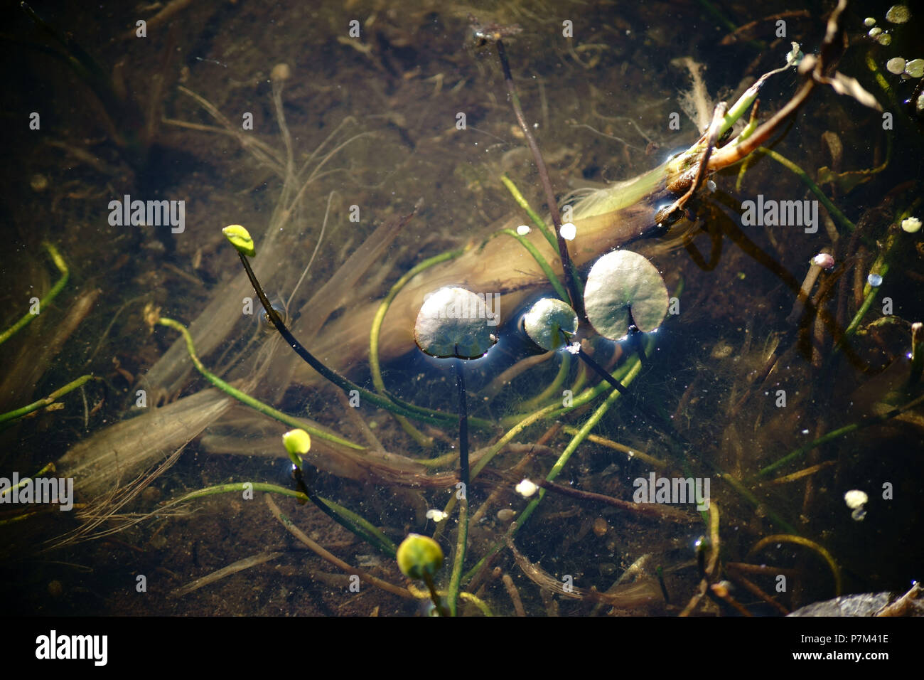 Le petit livre vert des feuilles flottantes d'un nénuphar pygmée sur la surface de l'eau d'un étang. Banque D'Images