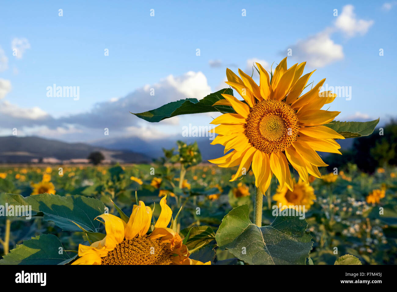 Tournesols dans la lumière du matin Banque D'Images