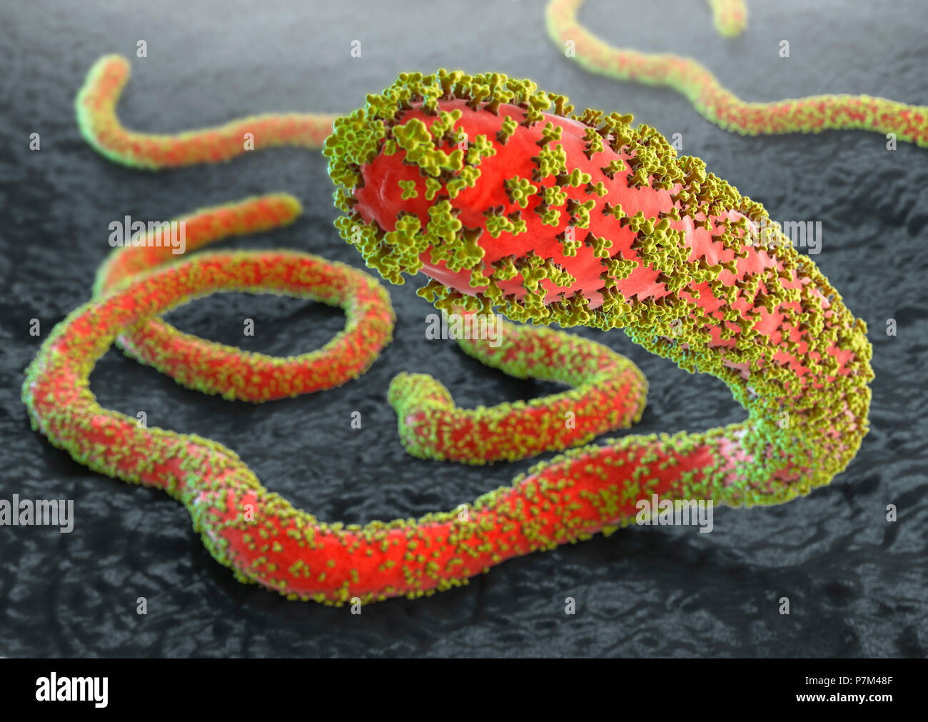 Virus Ebola avec fond tissu gris sur les glycoprotéines Banque D'Images
