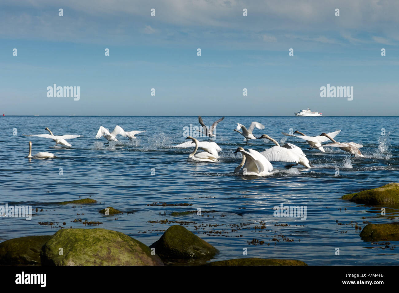 Rügen, Sassnitz, cygnes sur la mer Baltique Banque D'Images