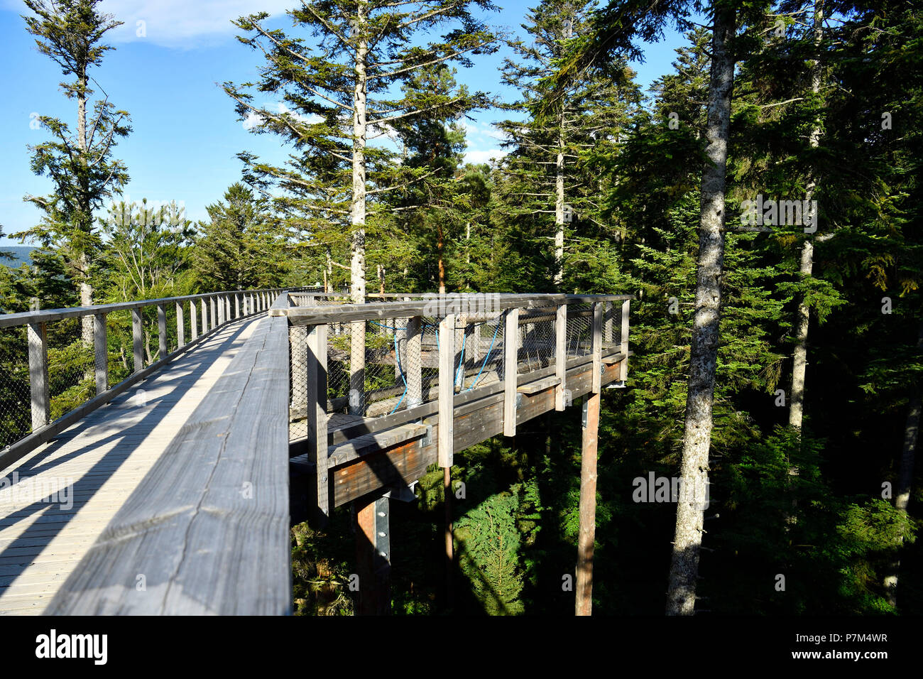 Allemagne, Baden-wurttemberg, Forêt-Noire (Schwarzwald), Bad Wildbad, accrobranche sur le mont Sommerberg, Baumwipfelpfad Banque D'Images