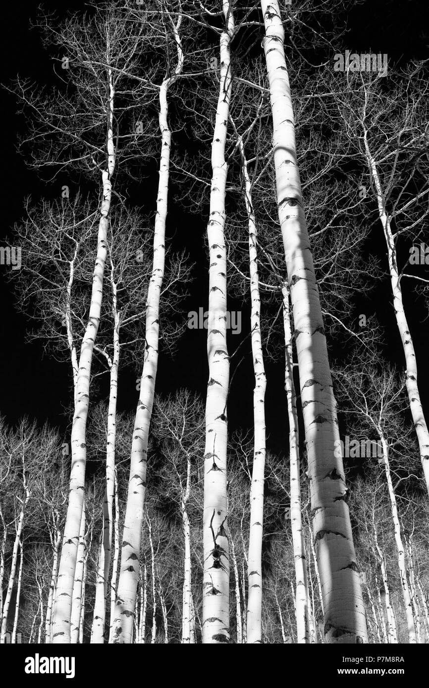 Aspen Grove près de Aspen, Colorado, USA Banque D'Images