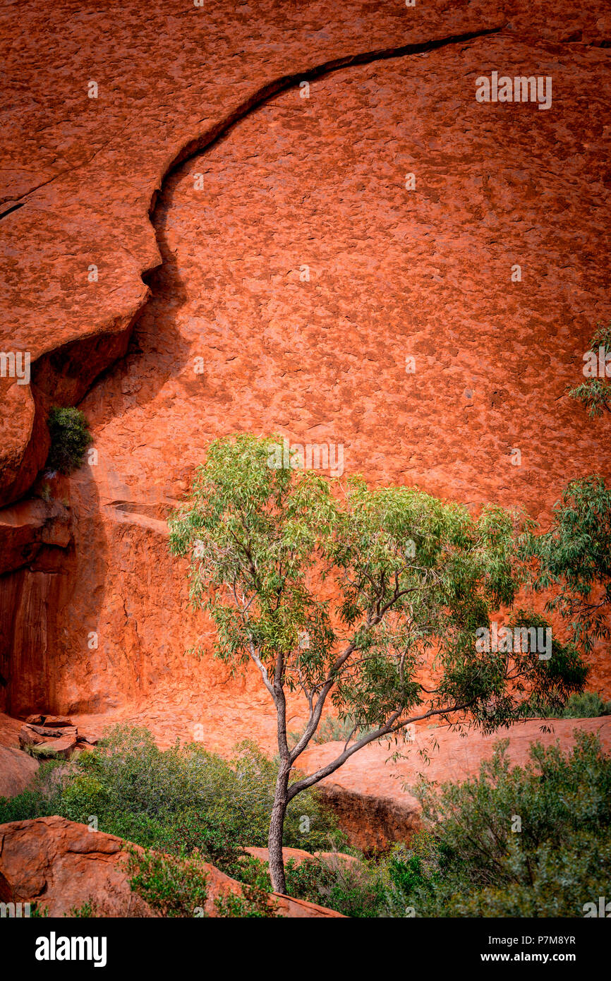 Parc National d'Uluru, Eucaliptus Gum Tree et red rock, Territoire du Nord, Australie Banque D'Images