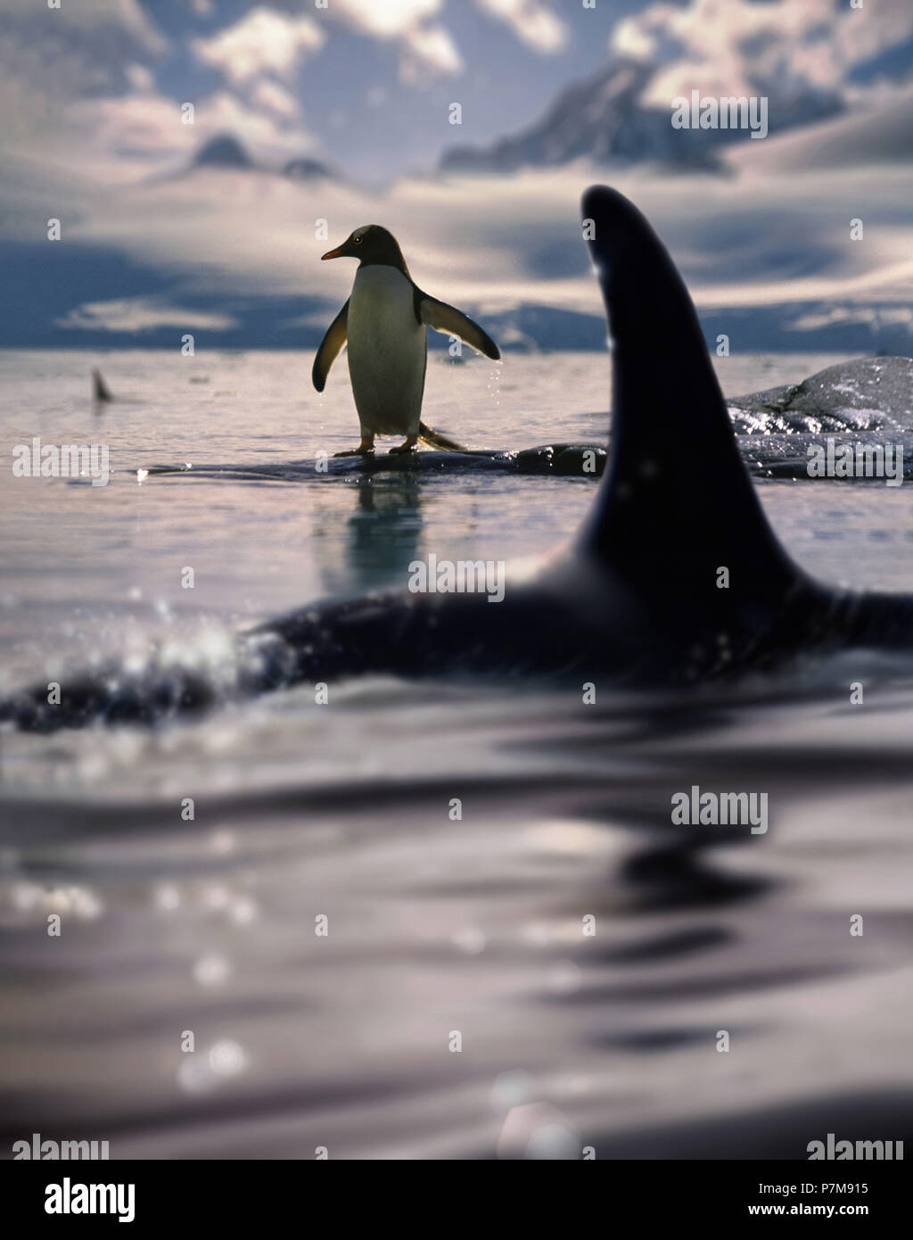 Gentoo pingouin et l'orque Banque D'Images