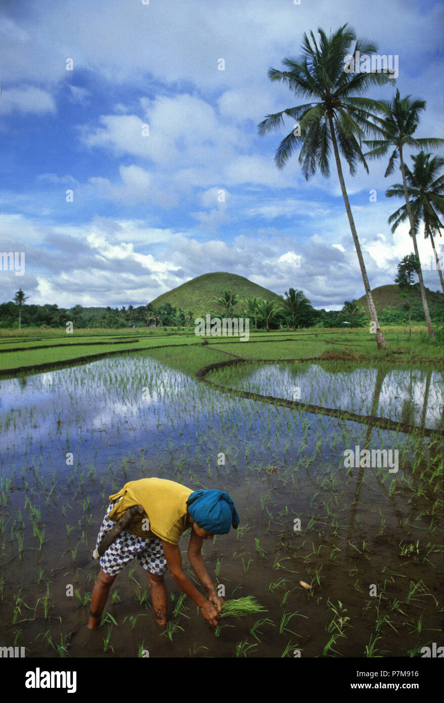 Woman planting du riz dans les collines de chocolat, Bohol Banque D'Images