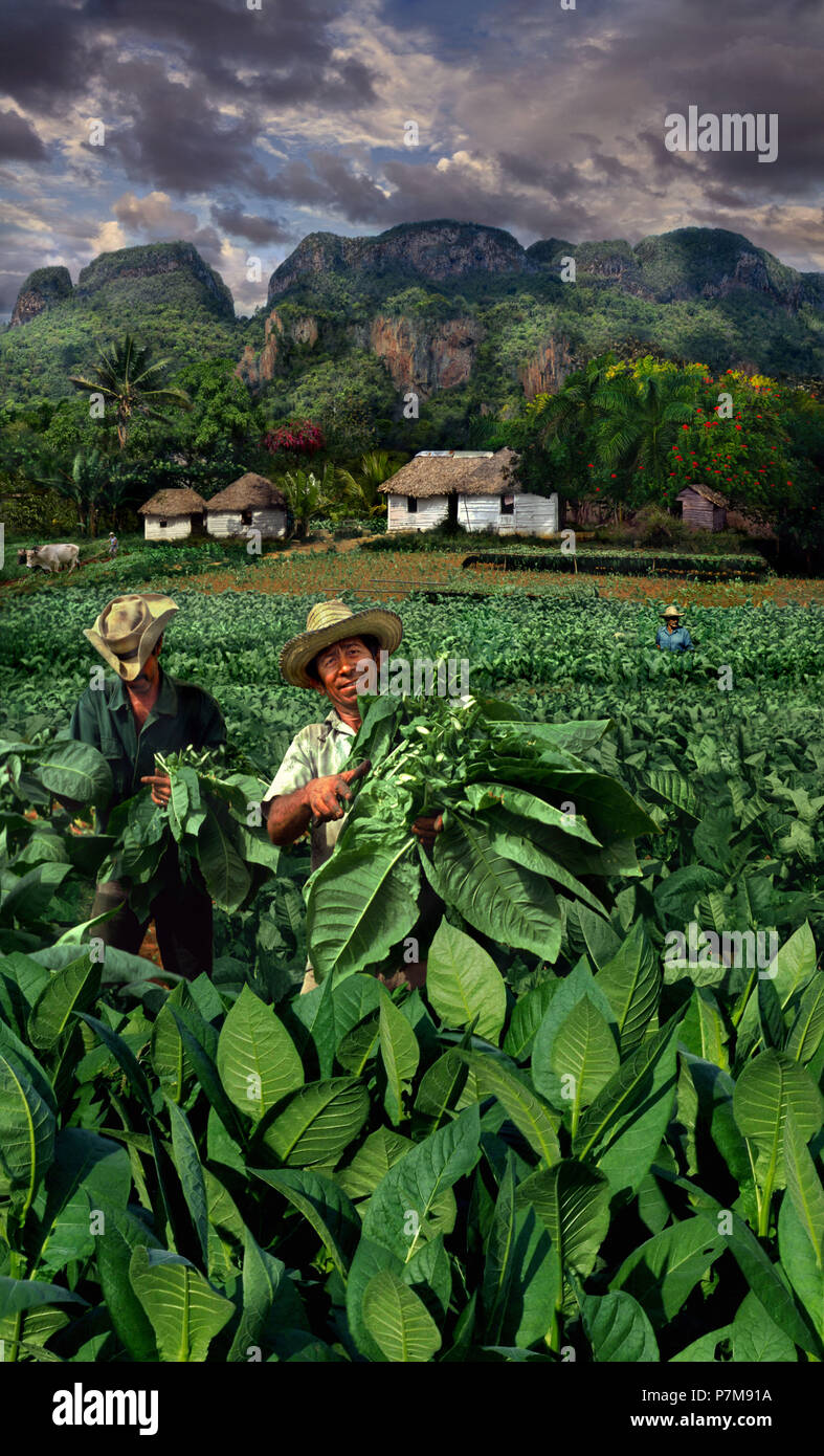 Les producteurs de tabac avec paysage de Vinales, Pinar del Rio Banque D'Images