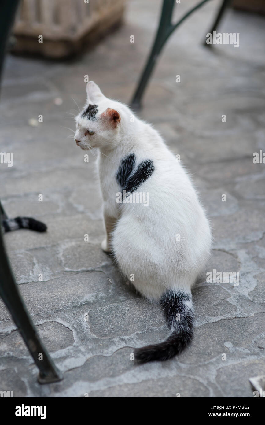 Un Mignon Petit Chat Blanc Avec Un Cœur Noir Sur Le Cote Assis A Un Cafe En Attente De Main Outs Photo Stock Alamy