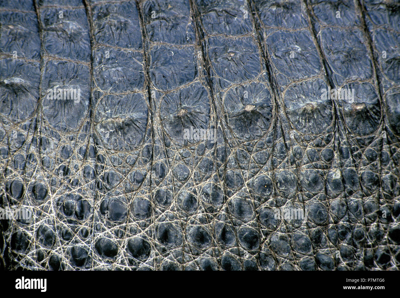 Peau d'Alligator Alligator mississippiensis () Banque D'Images