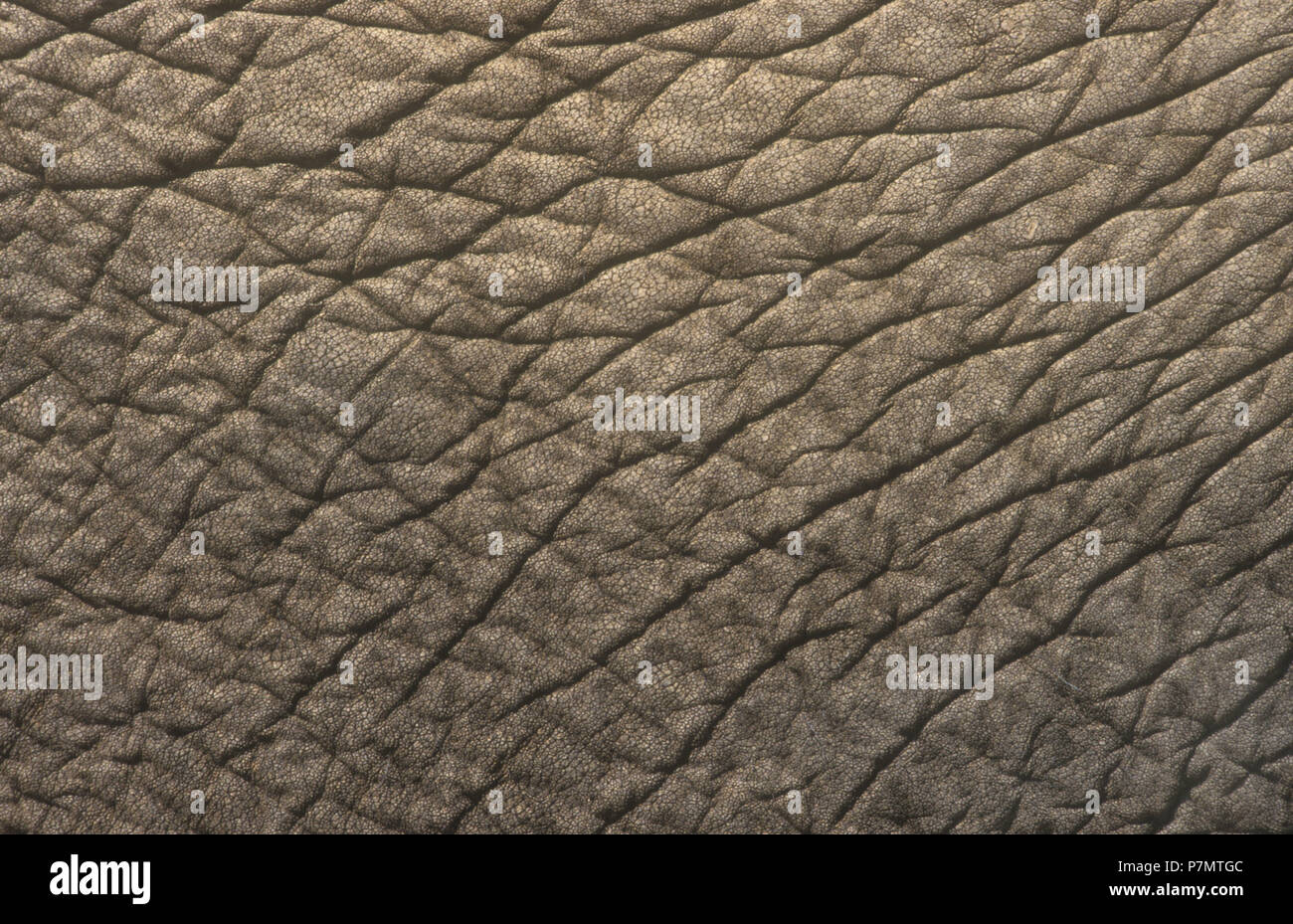 Close-up de l'éléphant d'Asie (Elephas maximus). Banque D'Images