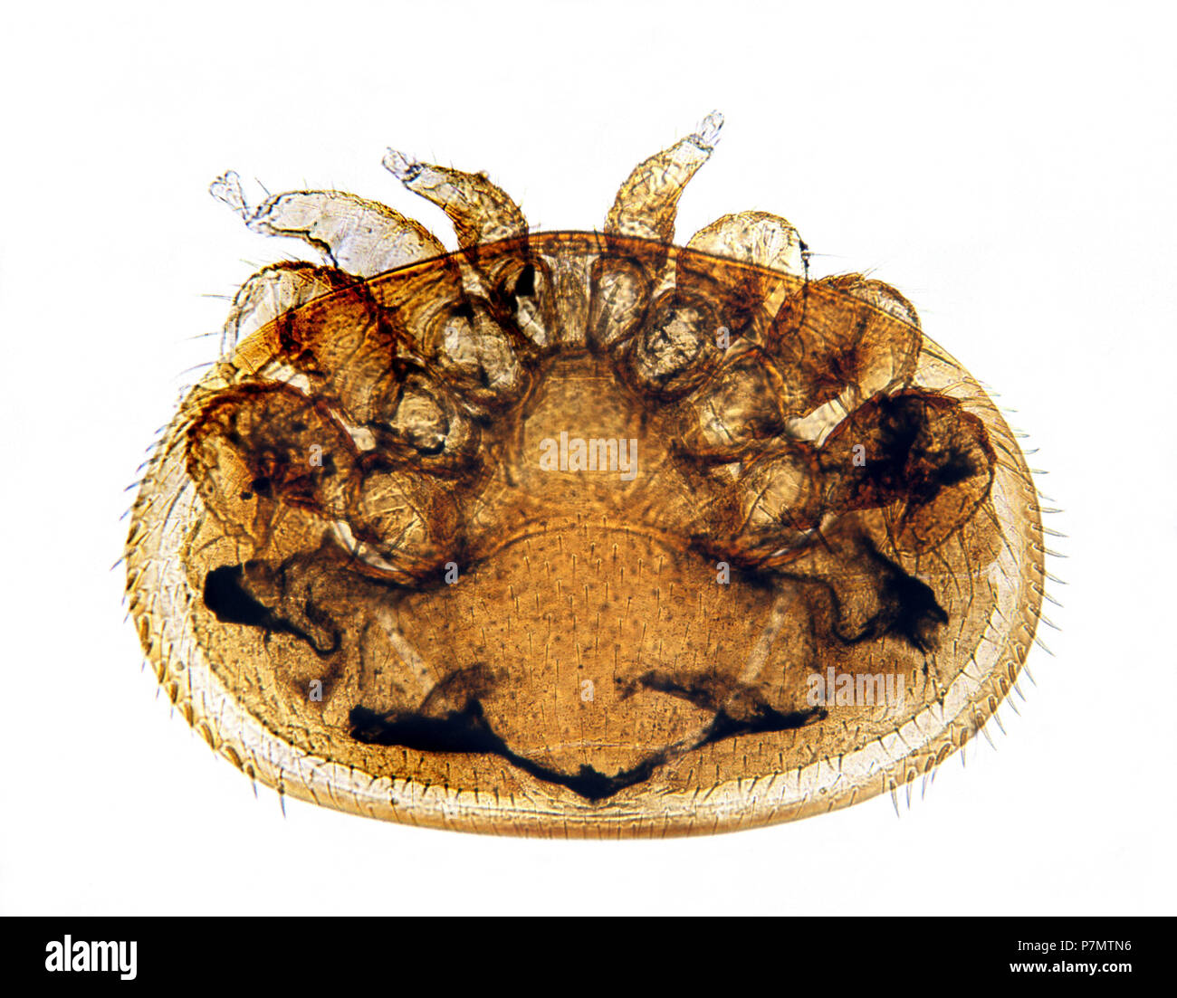 De Microphoto femelle d'acarien de l'Abeille parasitaires (Varroa destructor) Banque D'Images