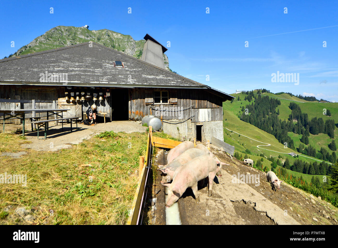 La Suisse, Canton de Fribourg, Gruyères, ferme d'alpage, Alexandre et Jacques Murit bouilloire fromage Banque D'Images