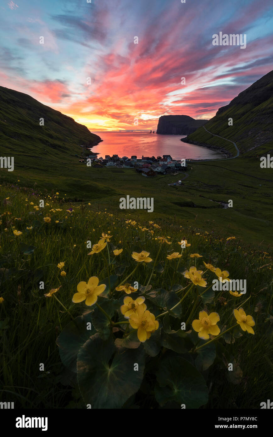 Fleurs sauvages sur les collines autour de Tjornuvik au lever du soleil, l'île de Streymoy, Municipalité de Sunda, Îles Féroé Banque D'Images