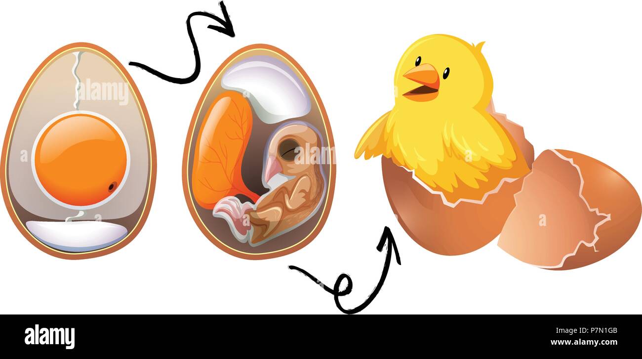 Illustration du cycle de vie des oeufs de poulet Image Vectorielle ...